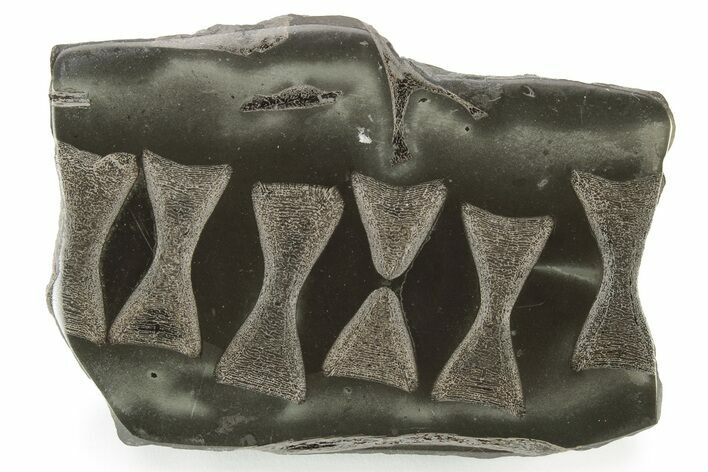 Fossil Ichthyosaurus Vertebrae in Cross-Section - England #231966